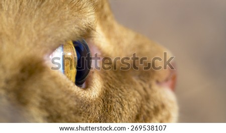 Macro image of cat\'s eye side view