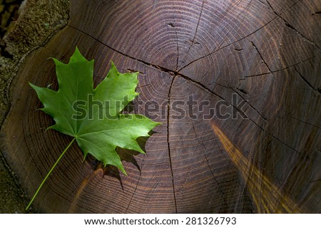Fresh green maple leaf on wooden stock with sunbeam. \
Natural seasonal background image wood cut trunk tree with green maple leaf