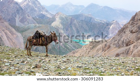 Cargo donkey in mountain area.\
Pack animal carrying sheep decorated with traditional harness and other gear for transportation of load on wild deserted mountain area blue lake perspective