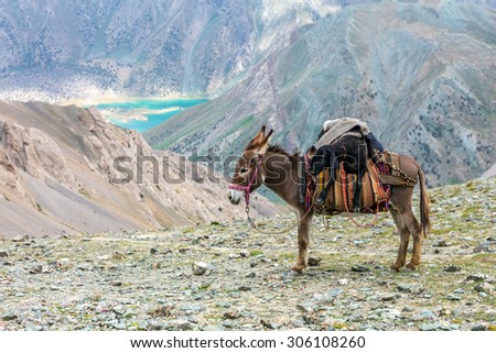 Cargo donkey in mountain area.\
Pack animal carrying sheep decorated with traditional harness and other gear for transportation of load on wild deserted mountain area