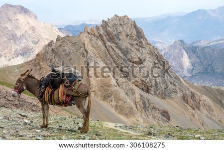 Cargo donkey in mountain area.\
Pack animal carrying sheep decorated with traditional harness and other gear for transportation of load on wild deserted mountain area