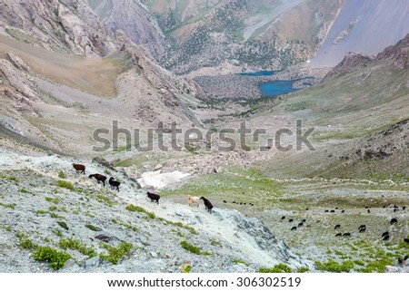 Mountain lands and flock of sheep.\
Highland valley white dusty trail many sheep pasturing around blue luminous lakes on background