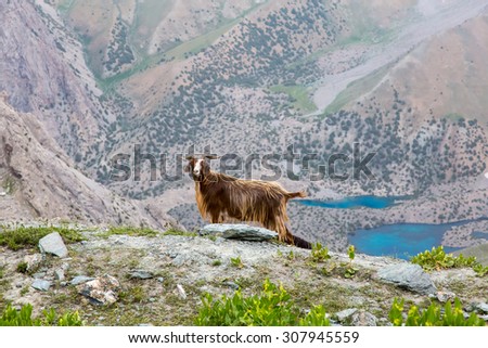 Mountain lands and male sheep with long wool.\
Highland valley white dusty trail sheep pasturing around blue luminous lakes on background