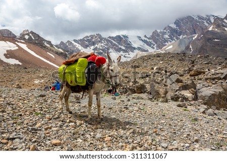 Cargo donkey in mountain area.
Pack animal carrying sheep decorated with traditional harness and other gear for transportation of load on wild deserted mountain area