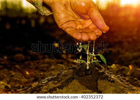 Hand of old Farmer watering small Plant in Morning Sunlight Earth Day Concept