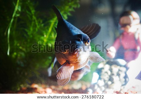 dragon eye fish in fish tank