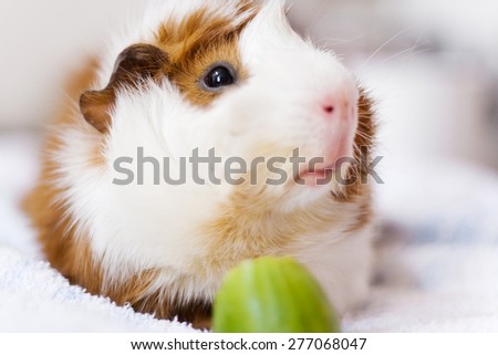 guinea pig eating cucumber