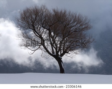 Tree alone in the snow