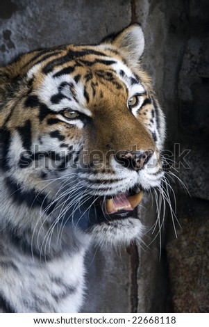 tiger portrait witch open mouth