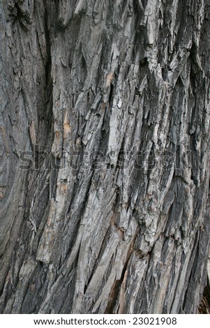 Bark of a tree with dark edges. A structure