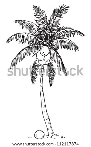 Coconut palm tree on a white background