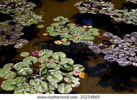 Lily pads floating in water in Oregon park