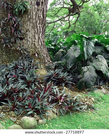 Lush green foliage around a tree trunk on a tropical island