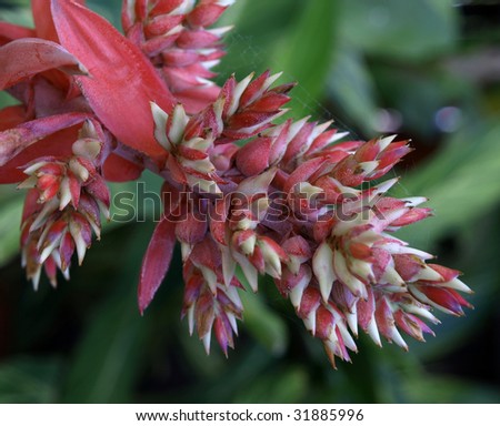 A colorful succulent flowering bloom