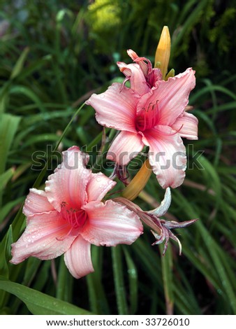 Two pink day lily flowers in bloom