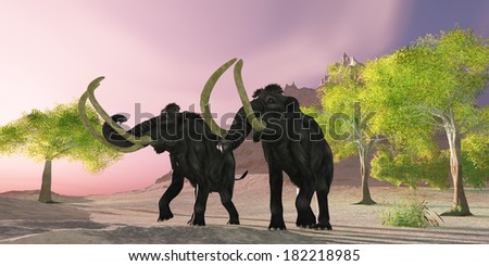 Woolly Mammoth Morning - A rosy morning finds two Woolly Mammoths searching for better vegetation to eat.