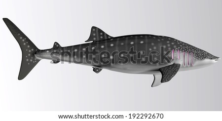 Whale Shark Side Profile - The Whale shark is a slow-moving filter feeder and can grow up to 12.65 meters or 41.50 feet.
