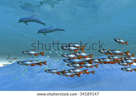WILD OCEAN - Schools of fish swim in the blue ocean.