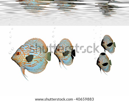 DISCUS FISH - A group of discus fish swim together in an aquarium.