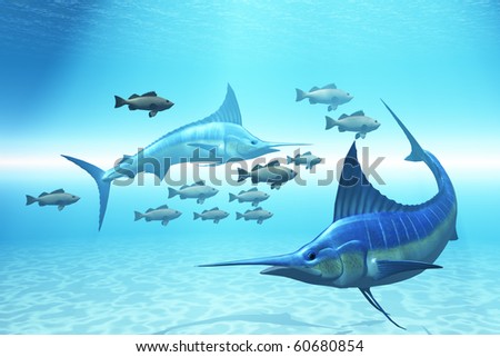 THE CIRCLE - Two blue marlins circle a school of fish in ocean waters.