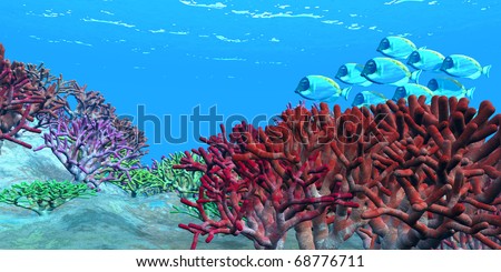 RED CORAL - A school of iridescent Blue Tango fish swim over brightly colored red coral beds on an ocean reef.
