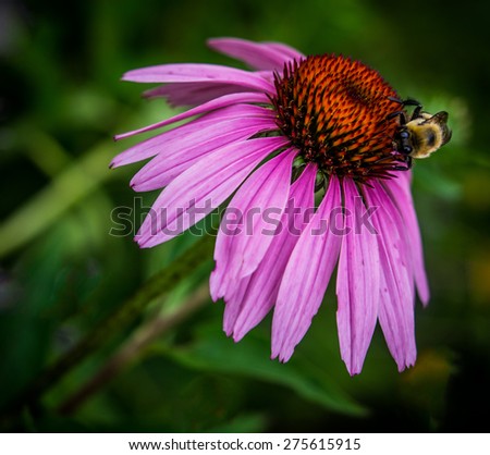 Bumblebee on Purple Cone flower Black and Yellow Bee