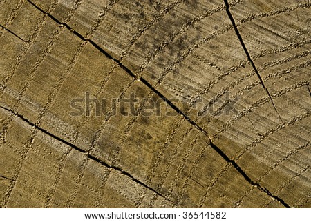 growth rings