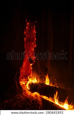 The murder of the beautiful remains of a large forest fire. Beauty - terrible force .