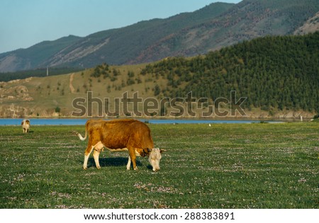 Cows in the nature reserve of Lake Baikal. Owned by local residents. The walk freely anywhere.