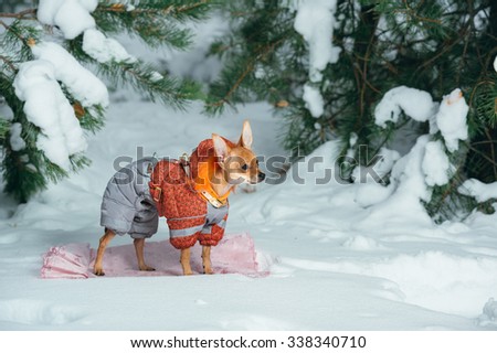 Russian toy terrier in a city park in the winter.