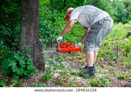 Lumberjack logger worker cutting firewood timber tree in forest with chainsaw