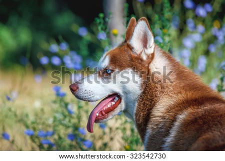 Siberian Husky with blue eye at the summer park