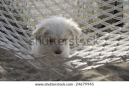Cyprus poodle puppy at rest in a hammock