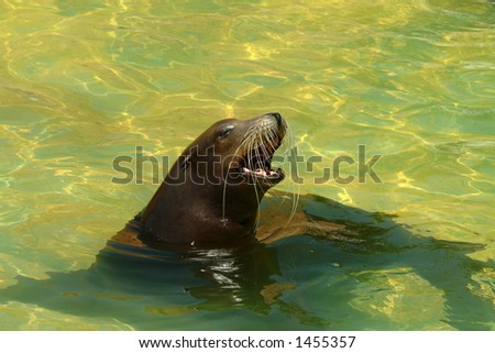 Sea lion swimming and playing in water