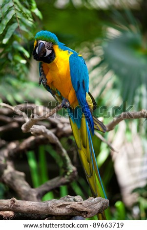 Big blue-yellow parrot