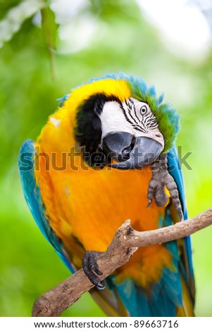 Big blue-yellow parrot