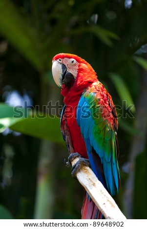 nice parrot