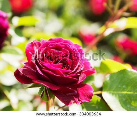beautiful roses plant in spring  garden