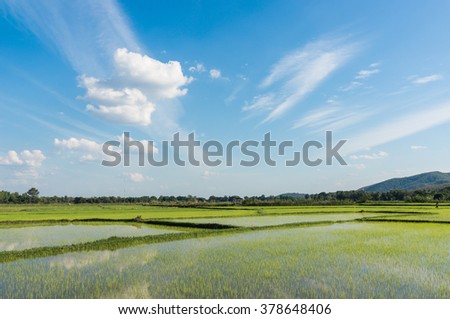 green rice field with sky and cloud in thailand