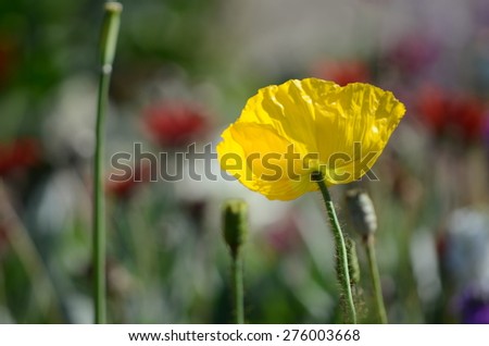 Closeup of a yellow poppy, shot from beneath