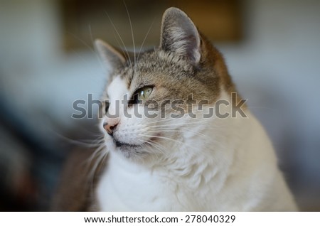 Closeup of a white and brown female cat indoors - cat looking to the side