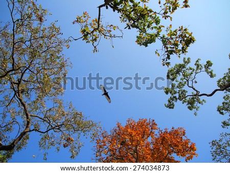 surrounded trees and bird flying on sky background in Nam nao Park Phetchabun Thailand