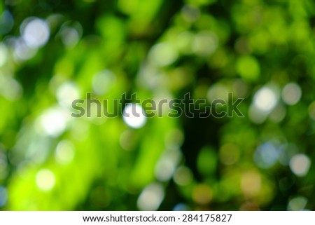 Green natural background out of focus trees or bokeh