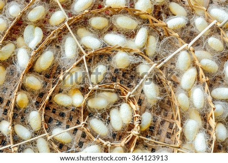 Pupae cocoons sericulture use for silk production.