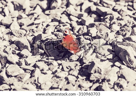 Red butterfly sitting on a gray gravel in Finland. The figure has been removed other colors except red. Image includes a vintage effect.