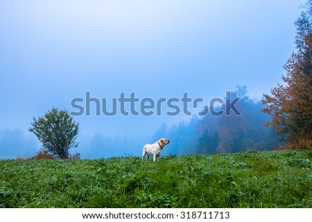Yellow labrador retriever standing in the fog on a green field in Finland. In the background is a strong fog. Image includes a effect.