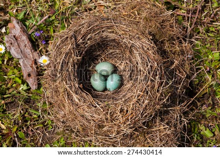 Bird\'s (Blackbird) Nest - Three turquoise eggs in the nest