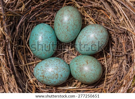 Bird\'s (Blackbird) Nest - Five turquoise speckled eggs in the nest