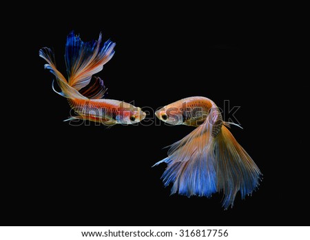 Betta fish (siamese fighting fish) isolated