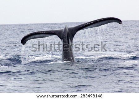 Humpback Whale Tail, Megaptera novaeangliae, Big Island, Hawaii